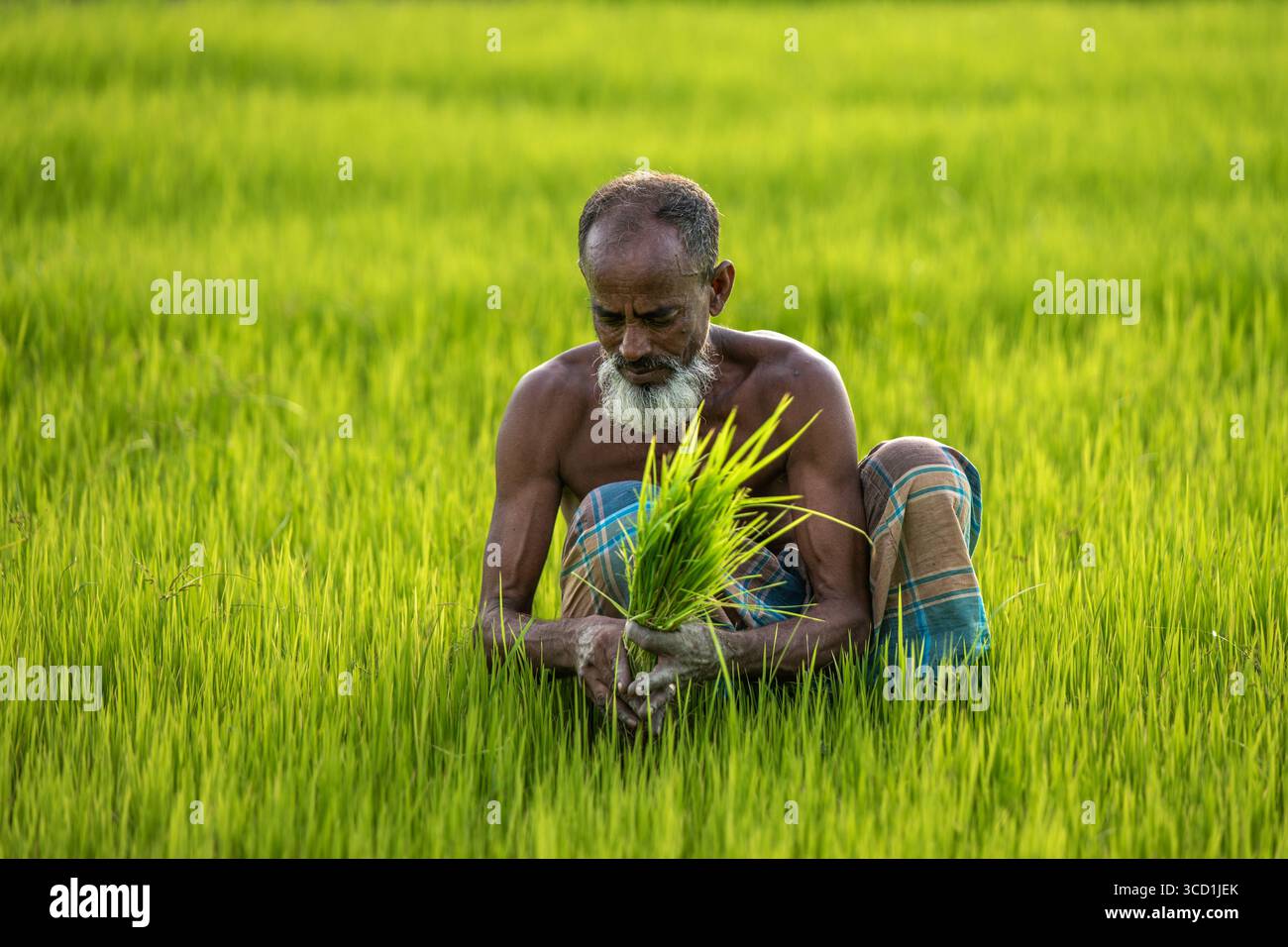 Bogura, Bangladesch - 06. August 2020: Blick auf einen verwitterten Bauern inmitten der üppig grünen Reisfelder, der frisch geerntete Reisprossen beherbergt, ein Zeugnis für das Wohlbefinden des Landes. Stockfoto