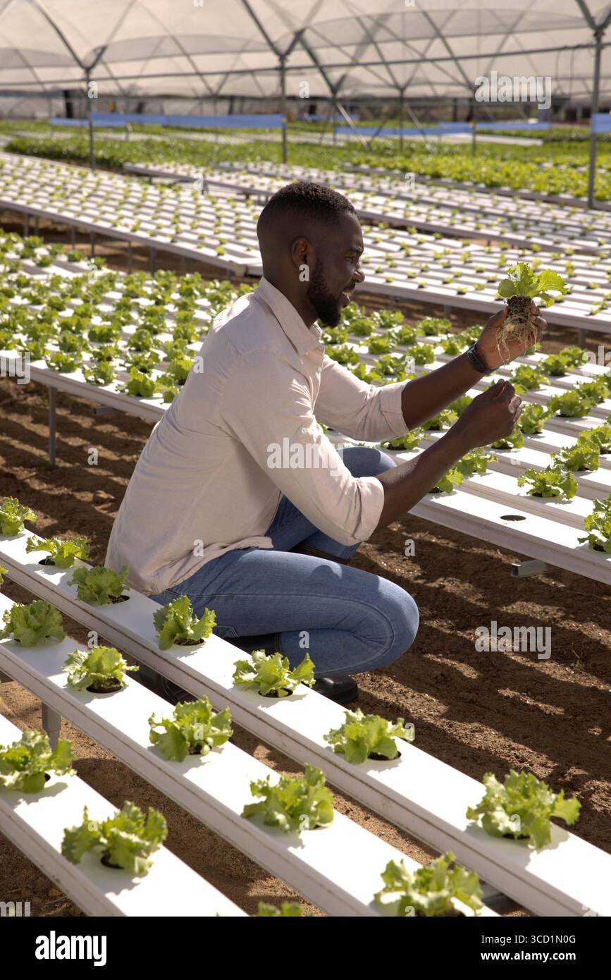 Hydroponische Salatkeimlinge, die in Trögen unter lichtdurchlässigem Gewächshausdach wachsen Stockfoto