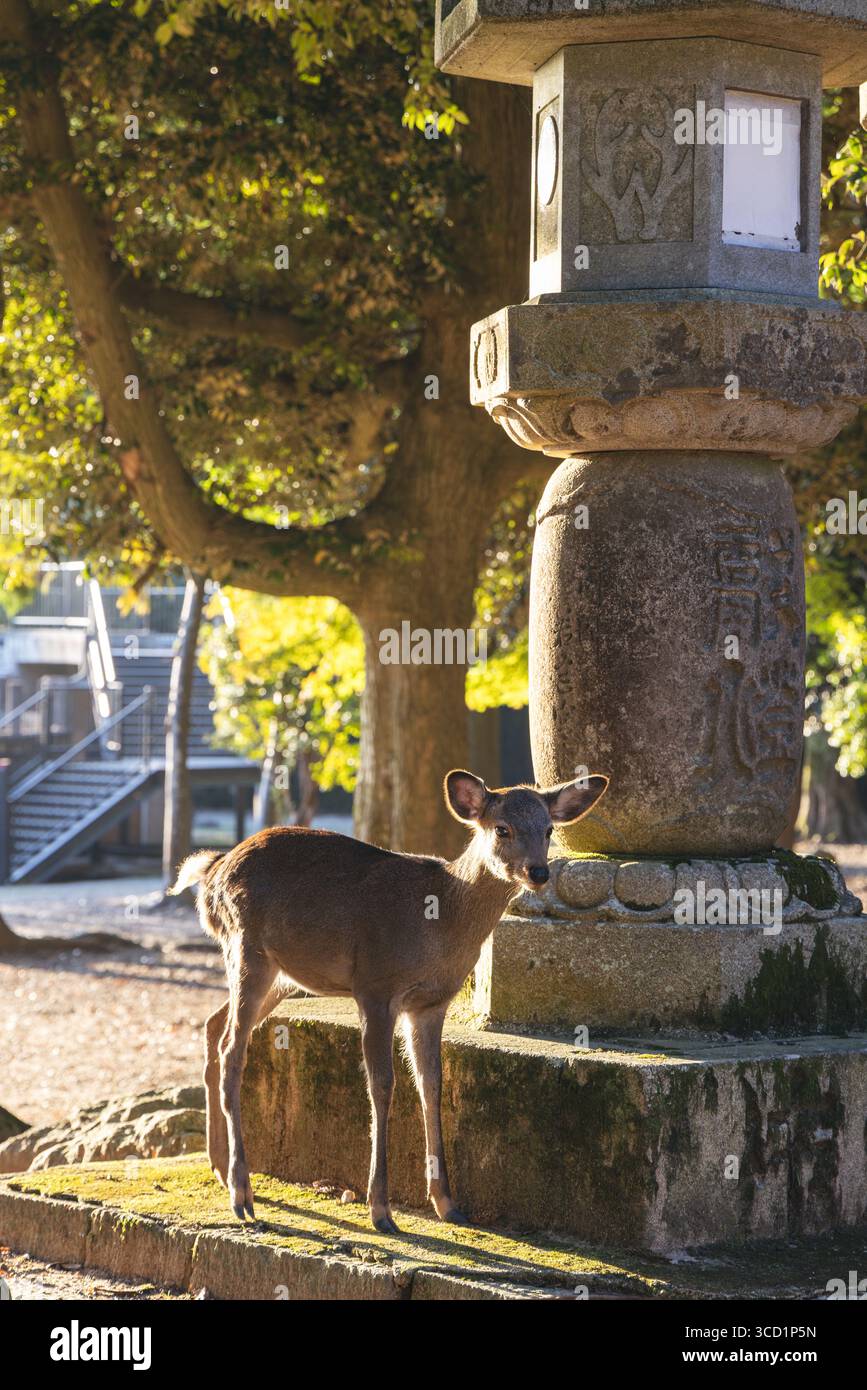 Porträt des jungen heiligen sika-Hirsches neben moosbewachsener Steinlaterne im Nara Park, die in sanfter vertikaler Komposition des Abendlichts leuchtet Stockfoto