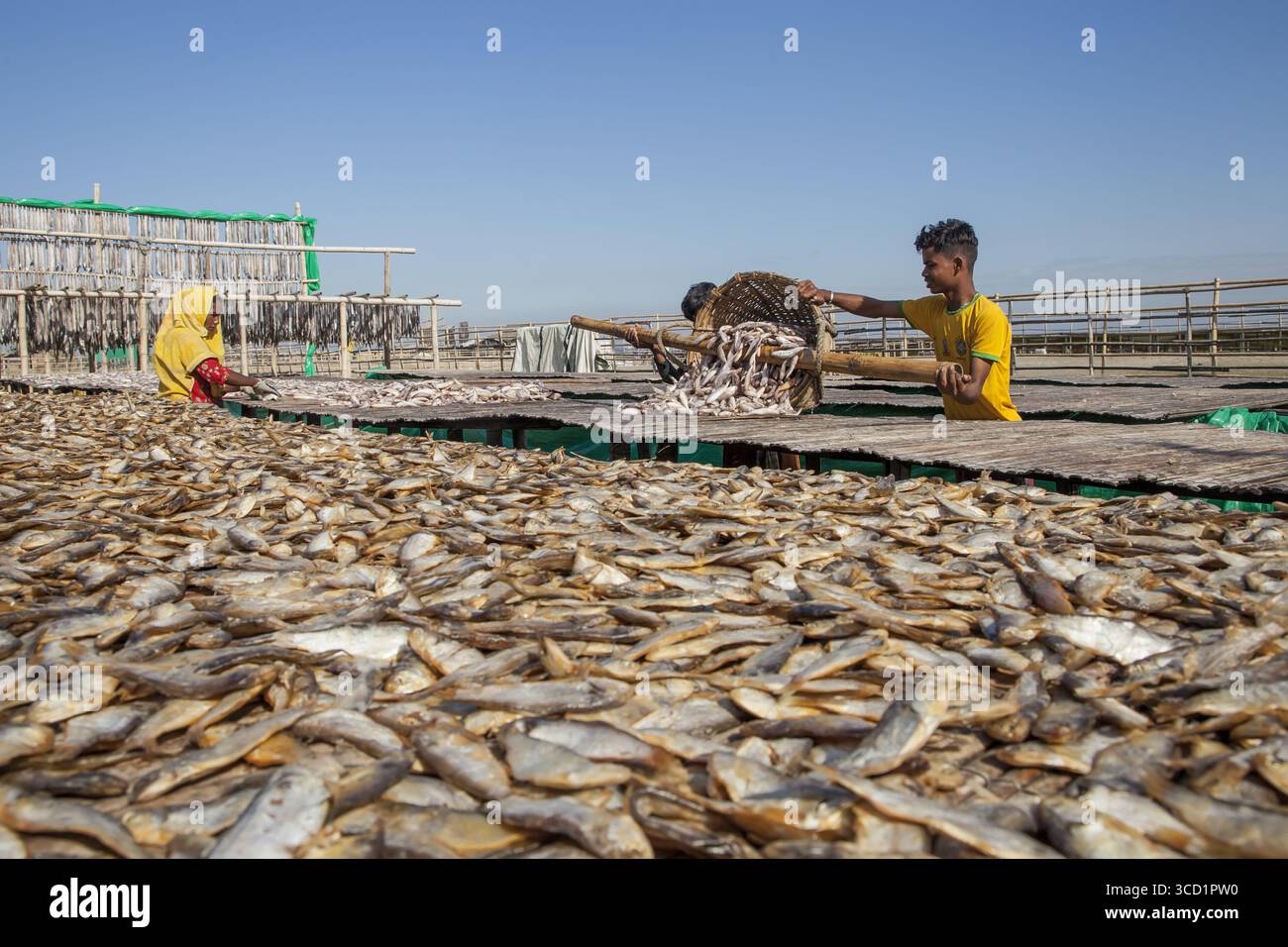 Cox's Bazar, Bangladesch - 29. November 2022: Blick auf getrockneten Fisch, der unter der Sonne schimmert, in großen Mengen auf dem sandigen Boden gelegen, im Kontrast Stockfoto