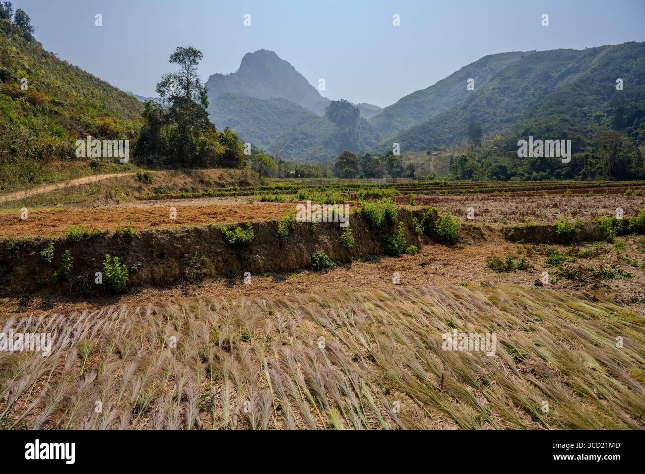 Terrassiertes Ackerland mit Erntekulturen und Berglandschaft in Nong Khiaw, Ngoy District, Laos Stockfoto Terrassiertes Ackerland mit Erntekulturen und Berglandschaft in Nong Khiaw, Ngoy District, Laos Stockfoto