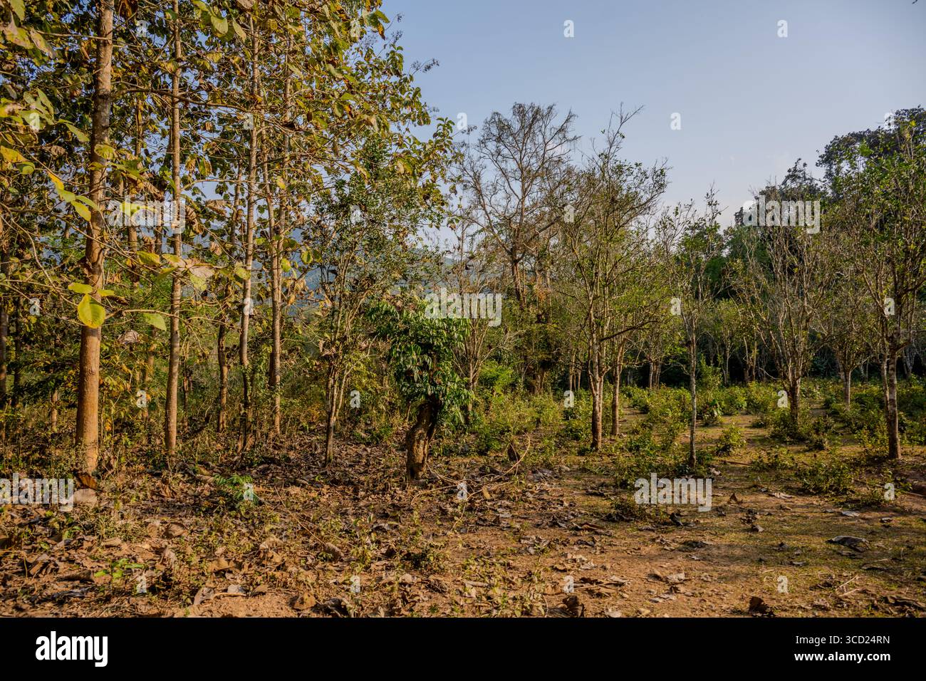 Laubwald mit trockenem Unterholz während der Trockenzeit in Nong Khiaw, Ngoy District, Laos Stockfoto Laubwald mit trockenem Unterholz während der Trockenzeit in Nong Khiaw, Ngoy District, Laos Stockfoto