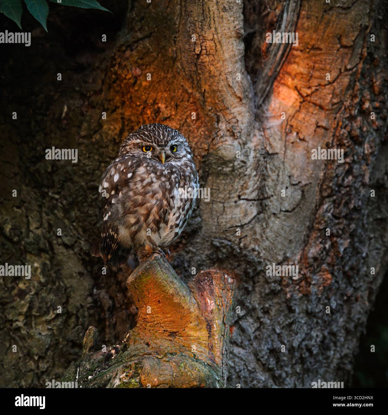 Kleine Eule / Minervas Eule ( Athene noctua ) auf einem pollard Baum vor seiner hohlen, im ersten Morgenlicht, Tierwelt, Europa. Stockfoto