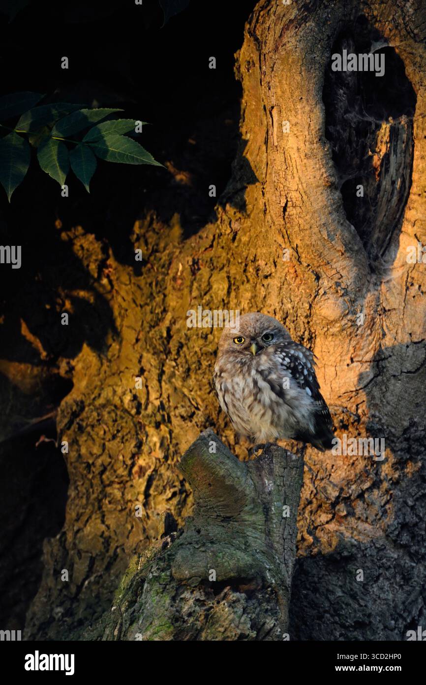Kleine Eulen / Minervas Eulen ( Athene noctua ), sitzen an ihrem Lieblingsplatz in einem alten Baum, genießen die Sonne am ersten Morgen, die Tierwelt, Europa. Stockfoto
