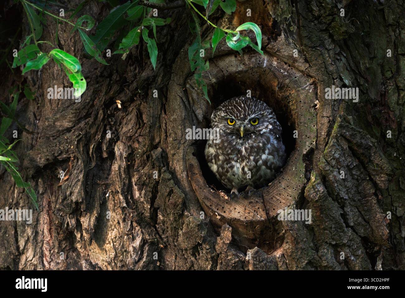 Kleine Eulen / Minervas Eulen ( Athene noctua ) sitzen, ruhen aus, beobachten aus natürlichen Baumhöhlen in einer alten pollerweide, Tierwelt Europa. Stockfoto
