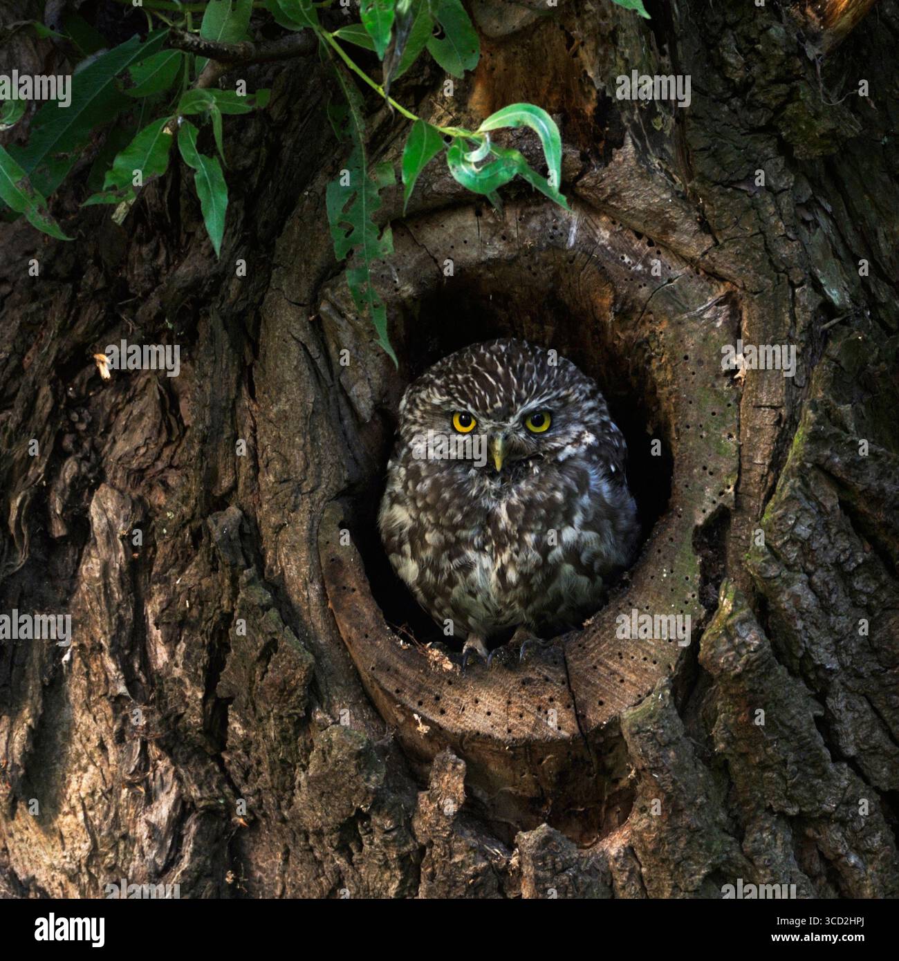 Kleine Eulen / Minervas Eulen ( Athene noctua ) sitzen, ruhen aus, beobachten aus natürlichen Baumhöhlen in einer alten pollerweide, Tierwelt Europa. Stockfoto
