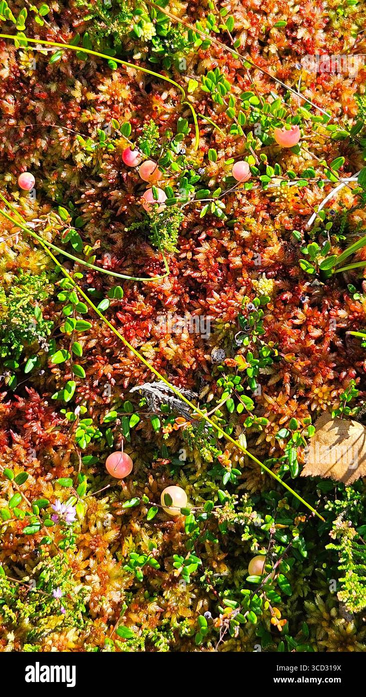 Frische rote Beeren umgeben von grünen Blättern, Gräsern und strukturiertem Moos. - Smartphone-aufgenommenes Stockfoto