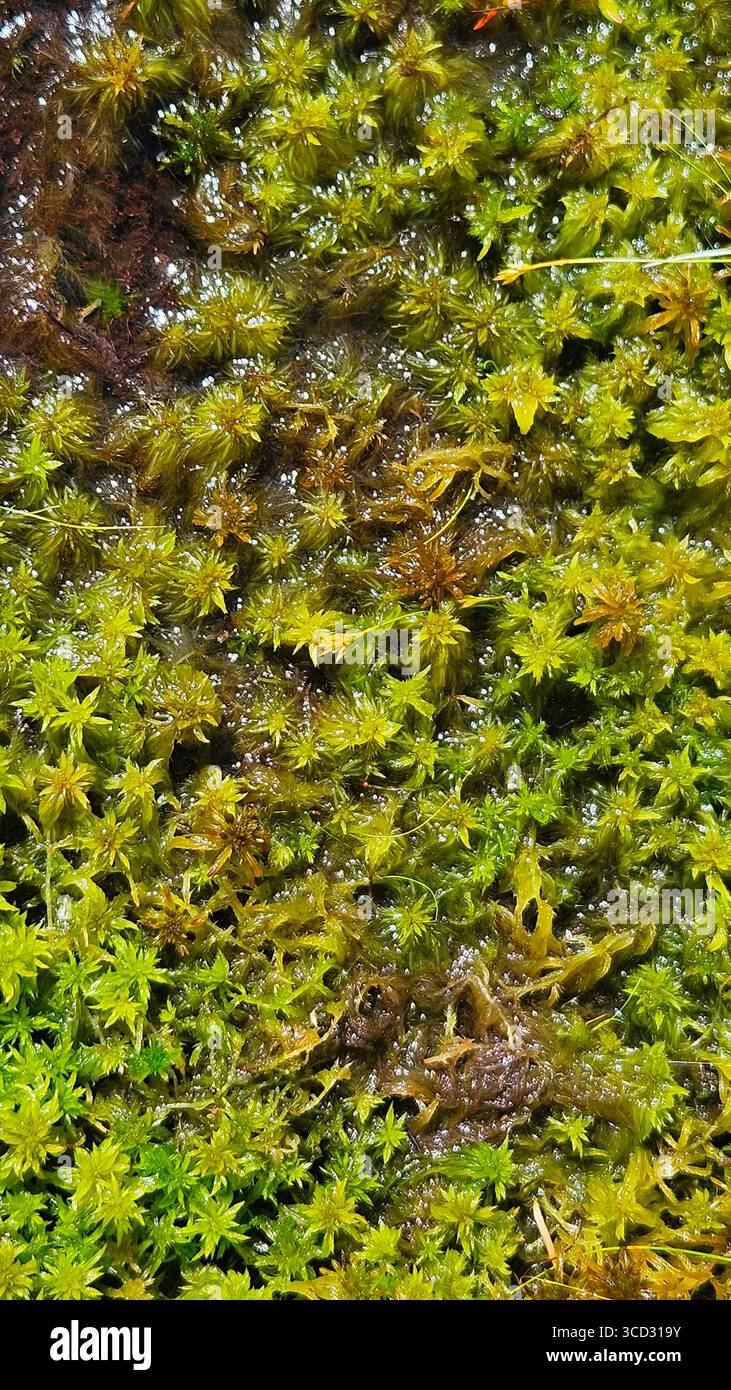 Nahaufnahme von feuchtem grünem Moos in Natural Habitat - Smartphone-aufgenommenes Stockfoto