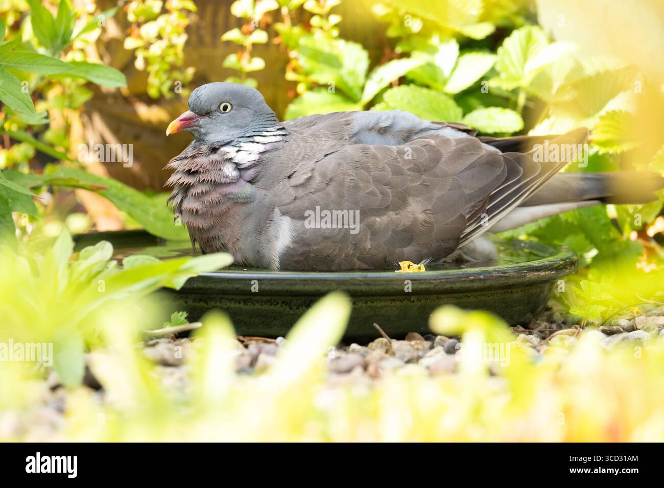 Gemeine Holztaube Holztaube Columba palumbus kühlt sich im Garten-Vogelbad ab, Großbritannien Stockfoto