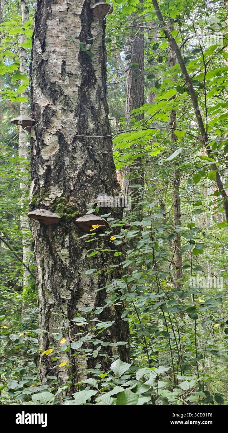 Baumstamm mit Bracket Pilzen im Wald Stockfoto