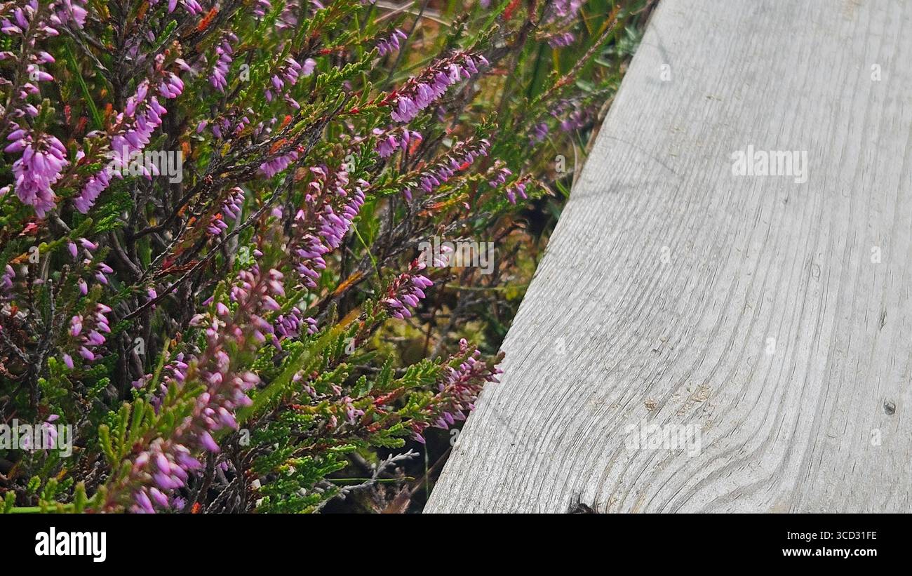 Verwitterter hölzerner Boardwalk mit wilden Heidekrautblumen. Naturhintergrund für Themen wie Landschaft, Wanderwege, Wildnis, Jahreszeiten. - Smartphone-aufgenommenes Stockfoto