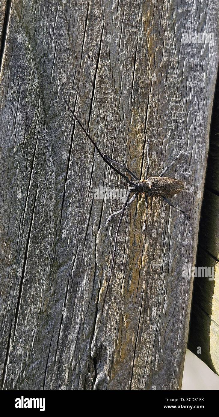 Longhorn-Käfer auf verwitterter Holzoberfläche - Smartphone-aufgenommenes Stockfoto
