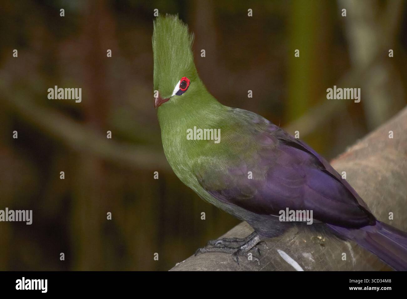 Nahaufnahme eines Knysna Turaco mit leuchtendem Rotem Auge und prominentem Crest Stockfoto