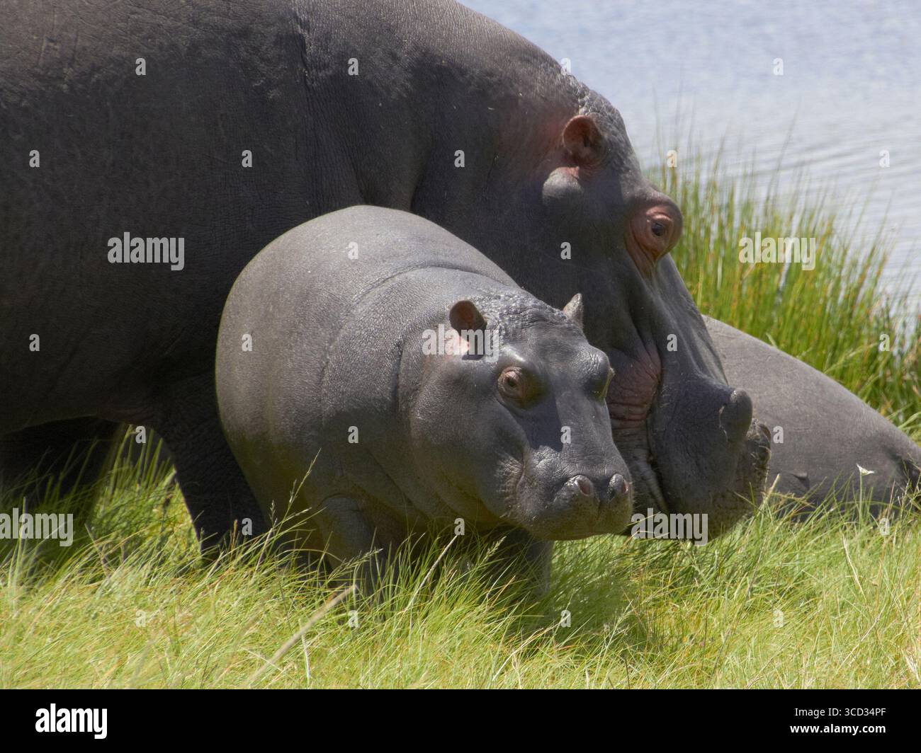 Mutter und Baby-Hippopotamus in afrikanischen Feuchtgebieten in der Nähe von Wasser Stockfoto