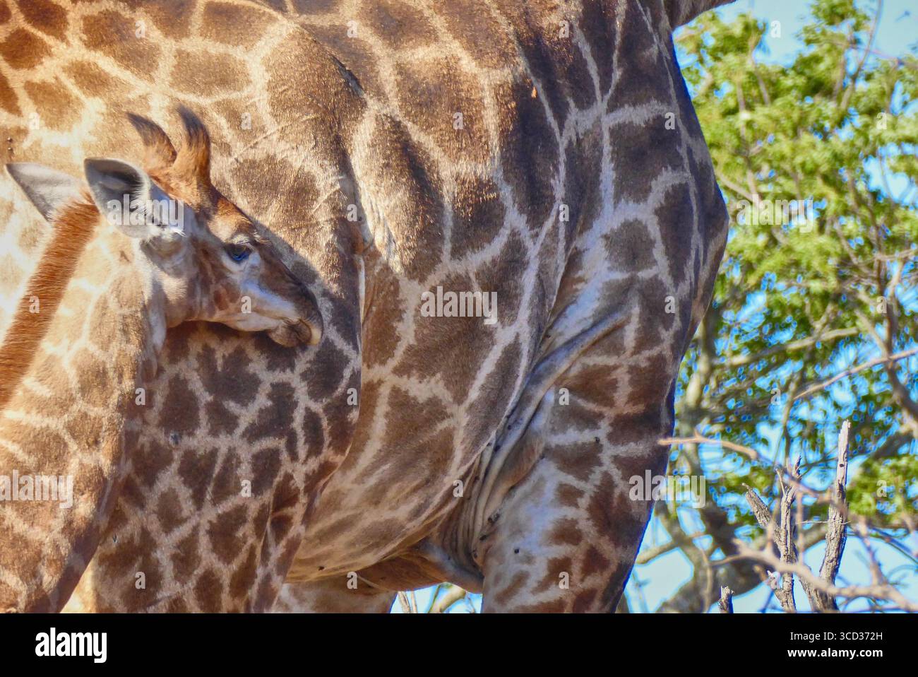 Niedliche Giraffe, die in der Nähe ihrer Mutter in der Wildnis kuschelt Stockfoto