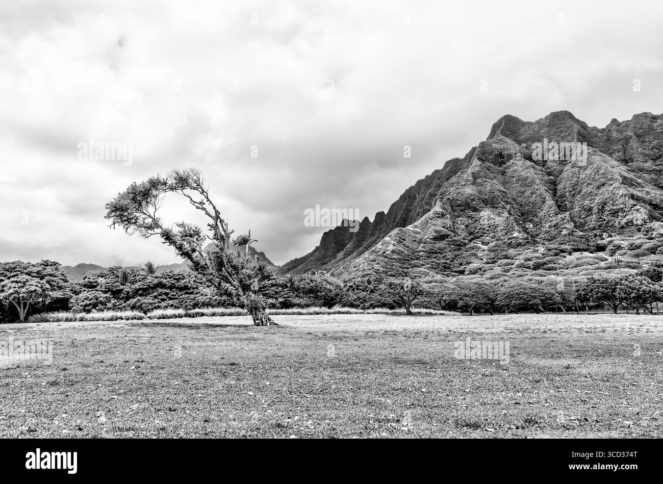 Dramatische Bäume und Meereslandschaft entlang der Küste von Kualoa Ranch auf Oahu in Schwarz-weiß Stockfoto