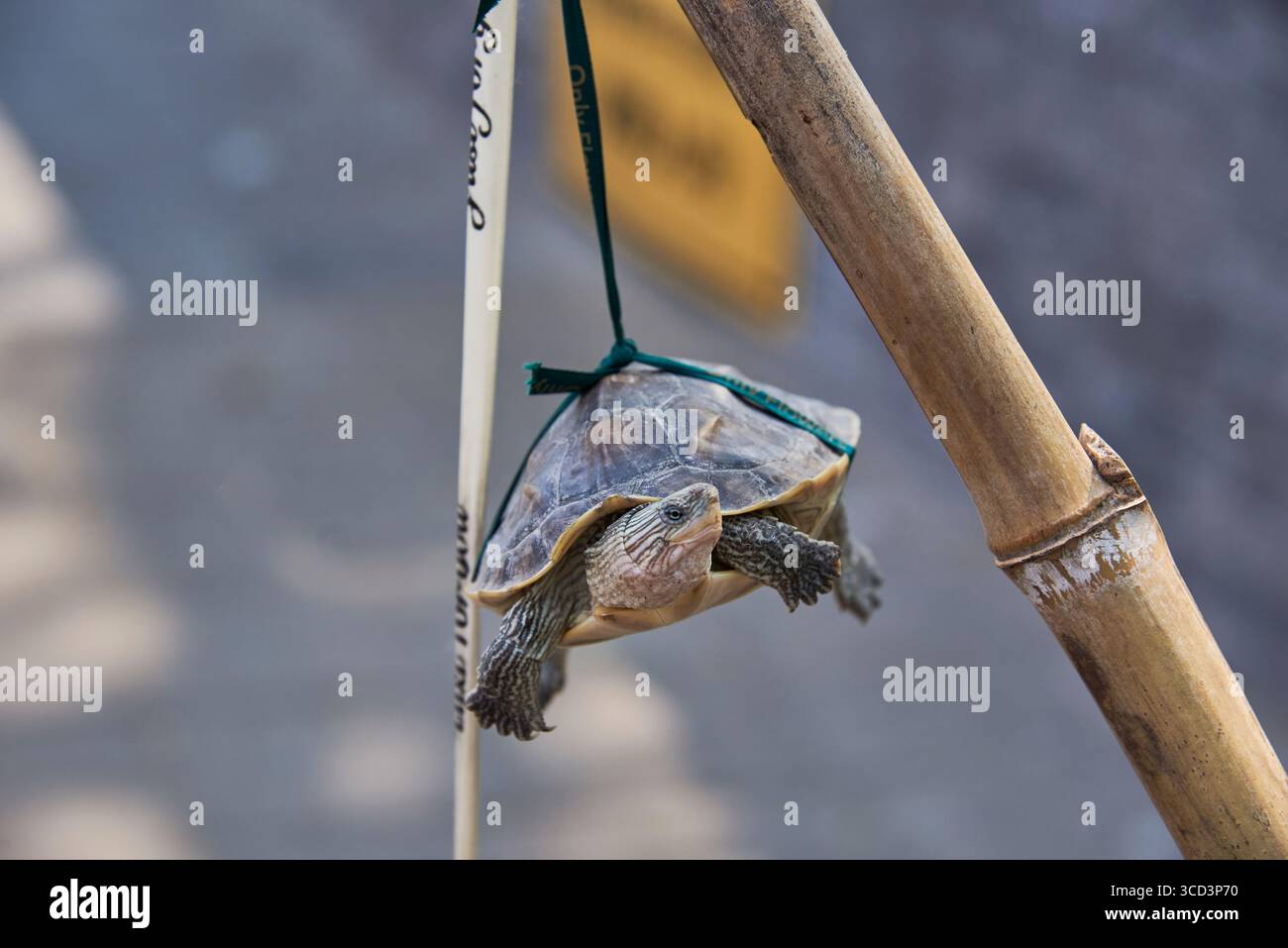 Schildkrte bambus -Fotos und -Bildmaterial in hoher Auflsung  Alamy
