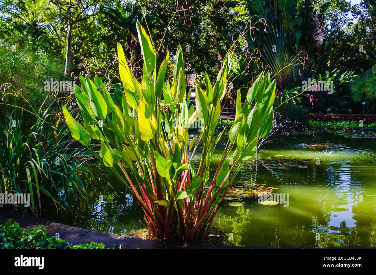 Üppig grüne Teichpflanzen mit roten Stielen gedeihen in einem tropischen Garten, ideal für naturinspirierte Werbung, Wellness-Kampagnen oder umweltfreundliche Produktwerbung Stockfoto
