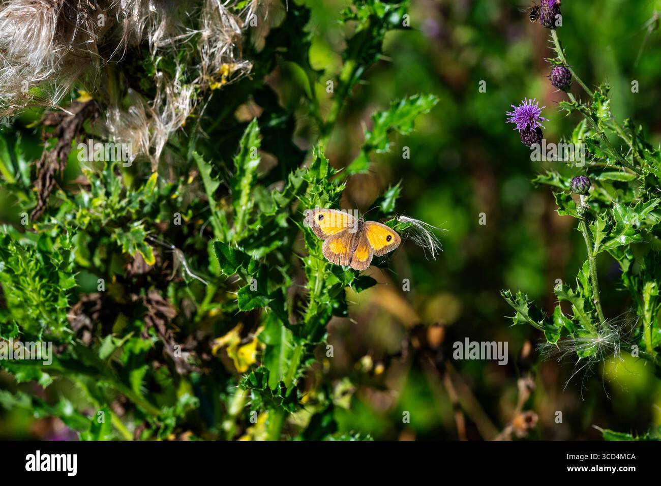 Wiese braun Schmetterling Stockfoto