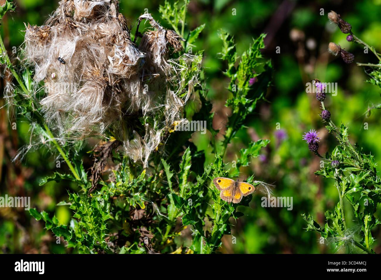 Wiese braun Schmetterling Stockfoto