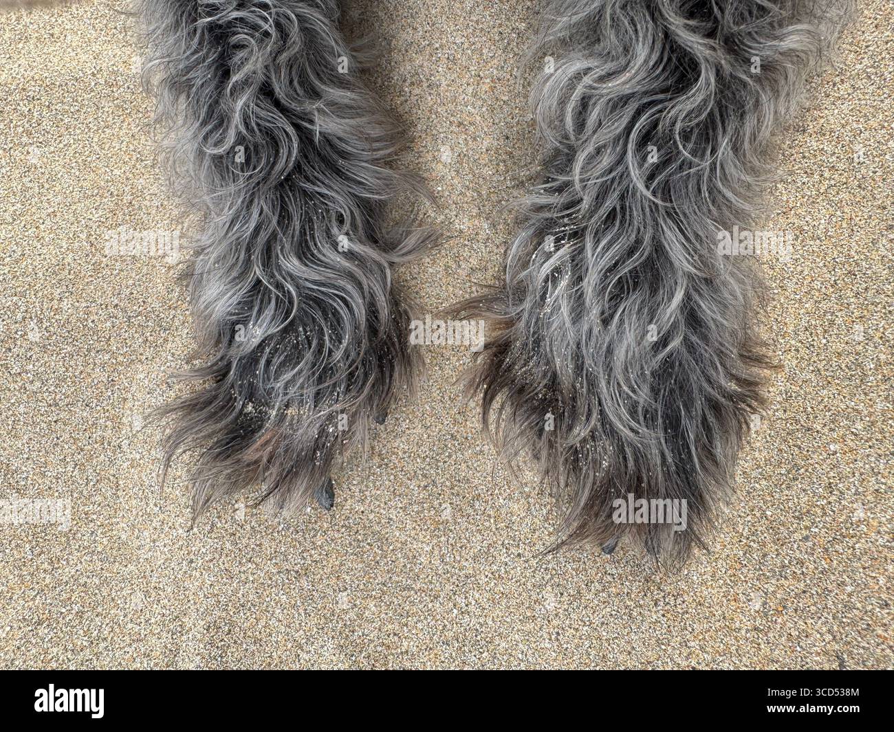 Yorkiepoo Beine an einem Sandstrand Stockfoto