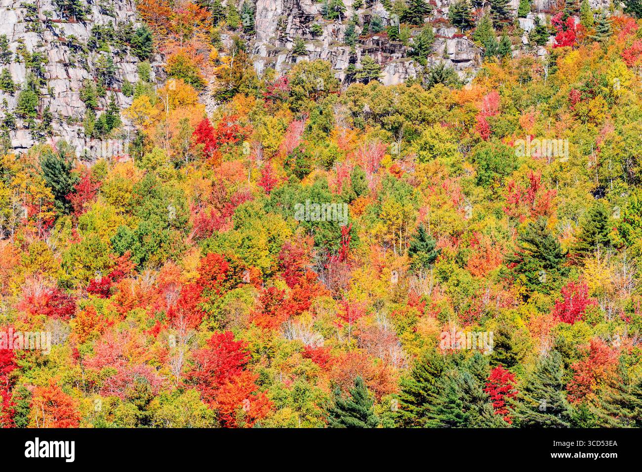 Farbenfrohe Herbstbäume bedecken die Seite eines Berges im Acadia-Nationalpark, Maine, mit lebhaftem Herbstlaub und ohne sichtbaren Himmel. Stockfoto