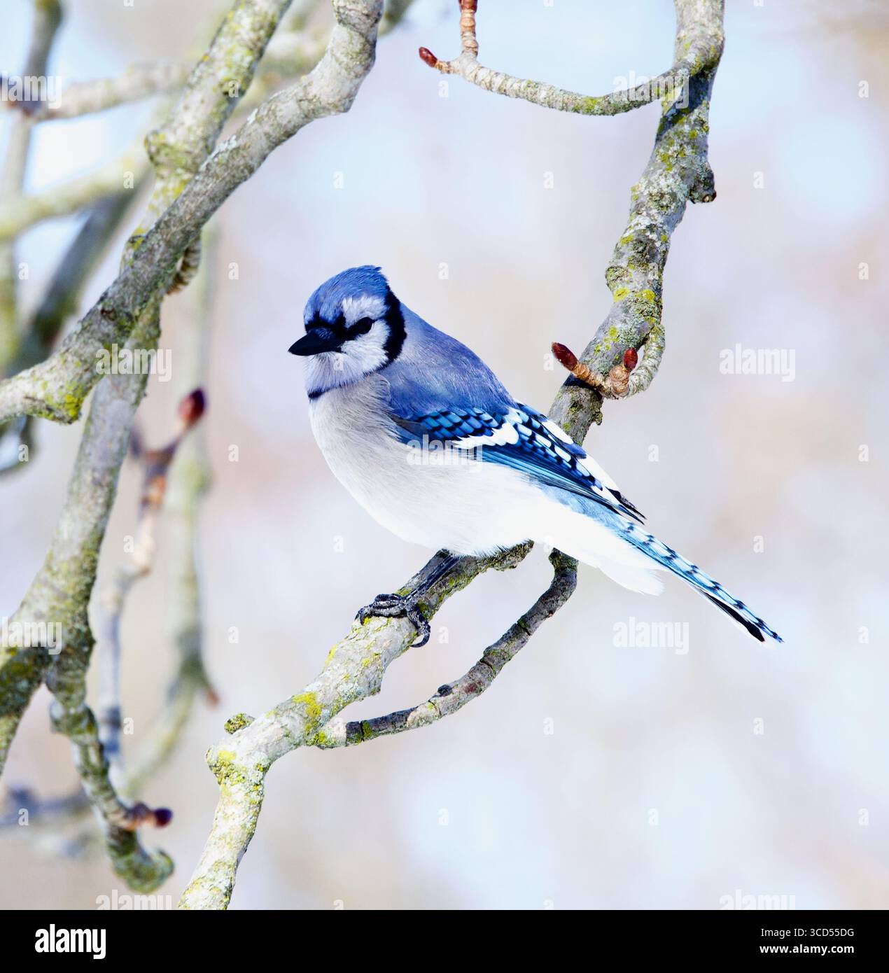 Blue Jay sitzt auf einem Ast ohne Blätter Stockfoto