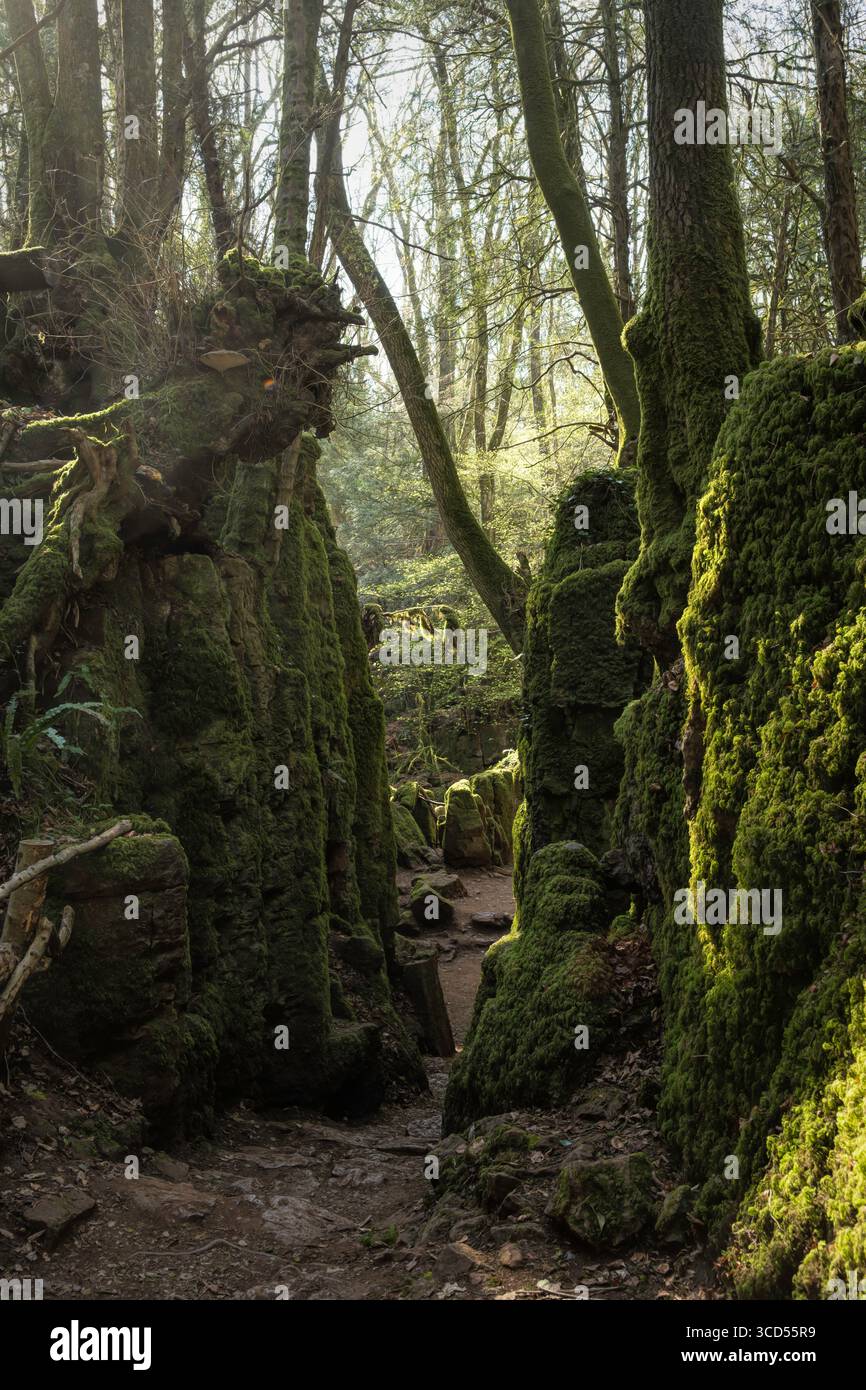 Eine felsige Schlucht in einem gemäßigten Regenwald mit Moos und Farnen, England Stockfoto
