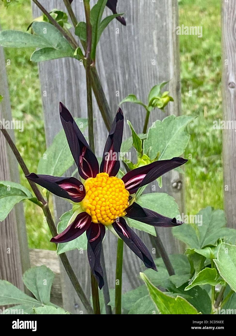 Nahaufnahme von Verrone's Obsidian Black Dahlia Stockfoto