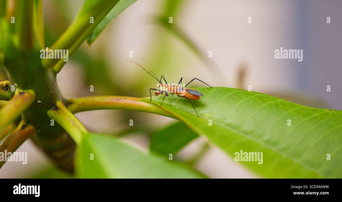 Ein orangener Killer-Käfer isst eine Wespe auf einer Plumeria-Pflanze! Stockfoto