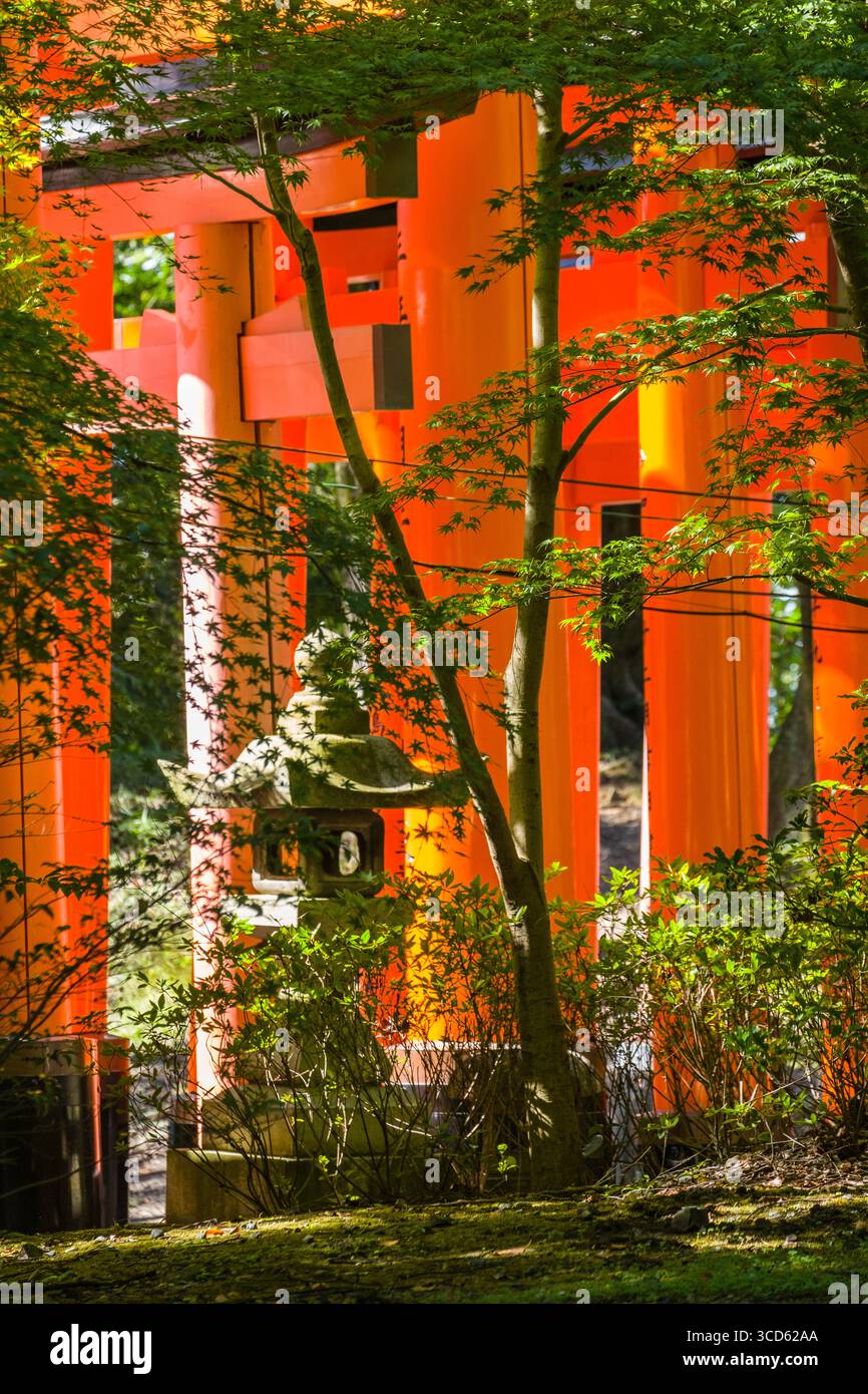 Viele vermillion Shinmei-Torii entlang der Fushimi Inari Taisha Sembon Torii, Fukakusa Yabunouchicho, Fushimi Ward, Kyoto, Kansai, Honshu, Japan Stockfoto