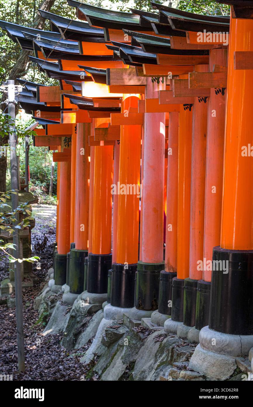 Viele vermillion Shinmei-Torii entlang der Fushimi Inari Taisha Sembon Torii, Fukakusa Yabunouchicho, Fushimi Ward, Kyoto, Kansai, Honshu, Japan Stockfoto