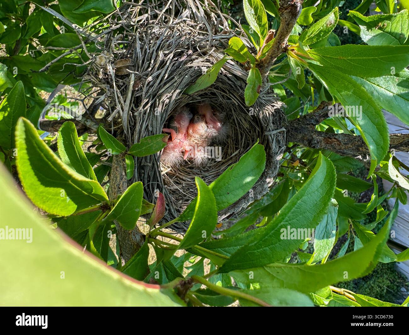 Baby American Robin Vögel in einem Nest - Smartphone-aufgenommenes Stockfoto