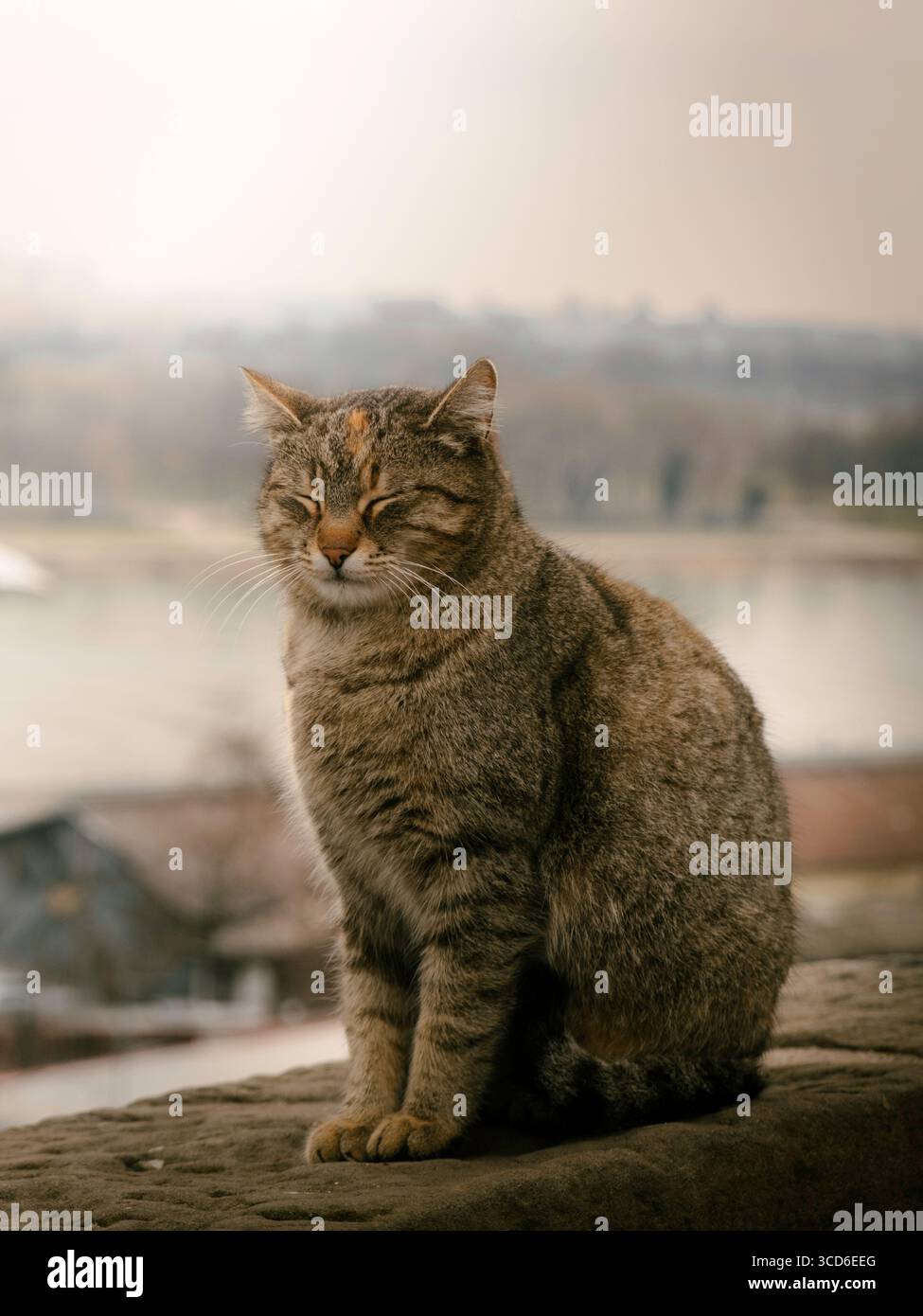 Tabby-Katze sitzt auf einem Steinvorsprung mit geschlossenen Augen und genießt einen friedlichen Moment im Freien Stockfoto