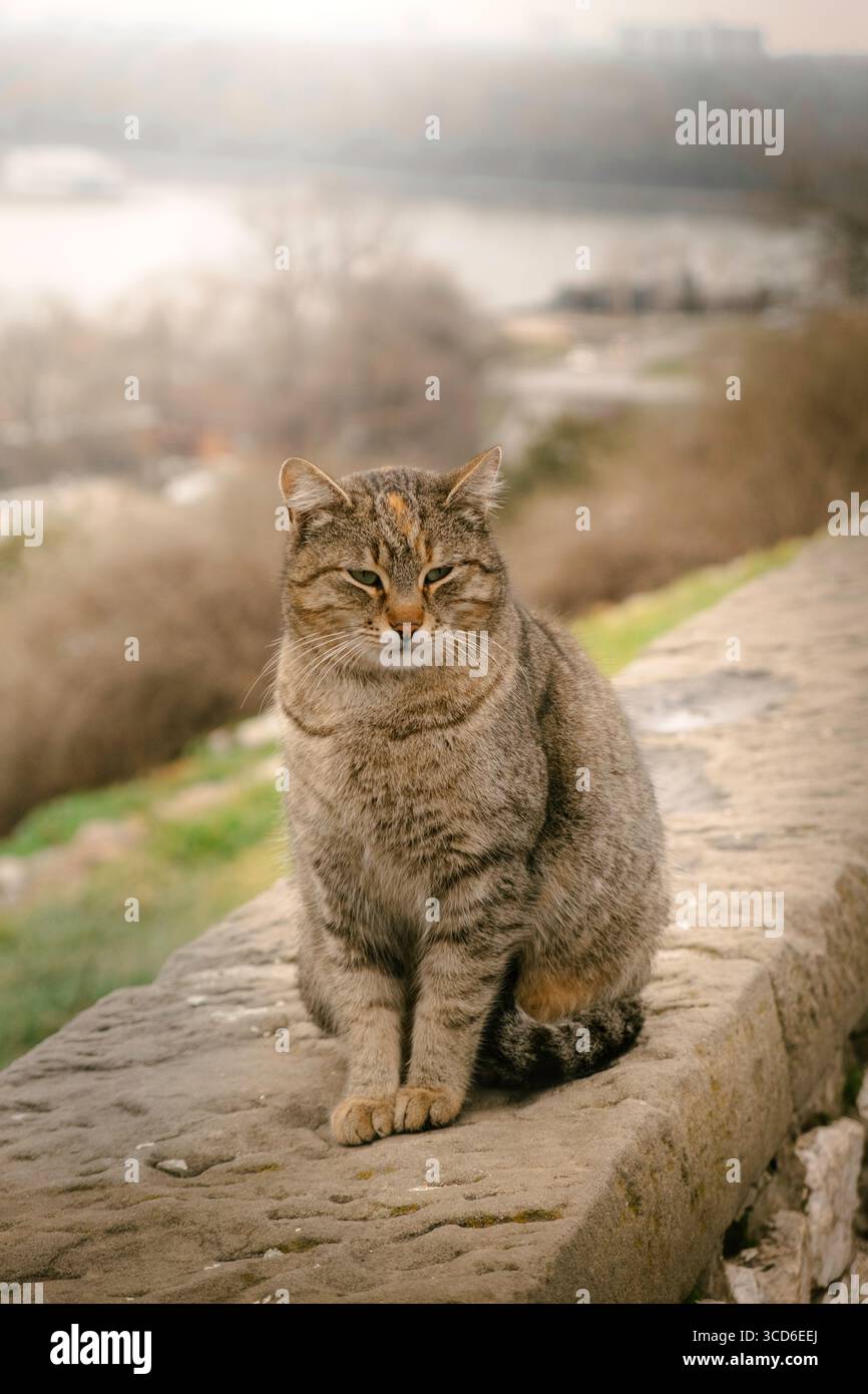 Tabby-Katze sitzt auf einer Steinmauer mit einem verschwommenen Fluss und Landschaft im Hintergrund Stockfoto
