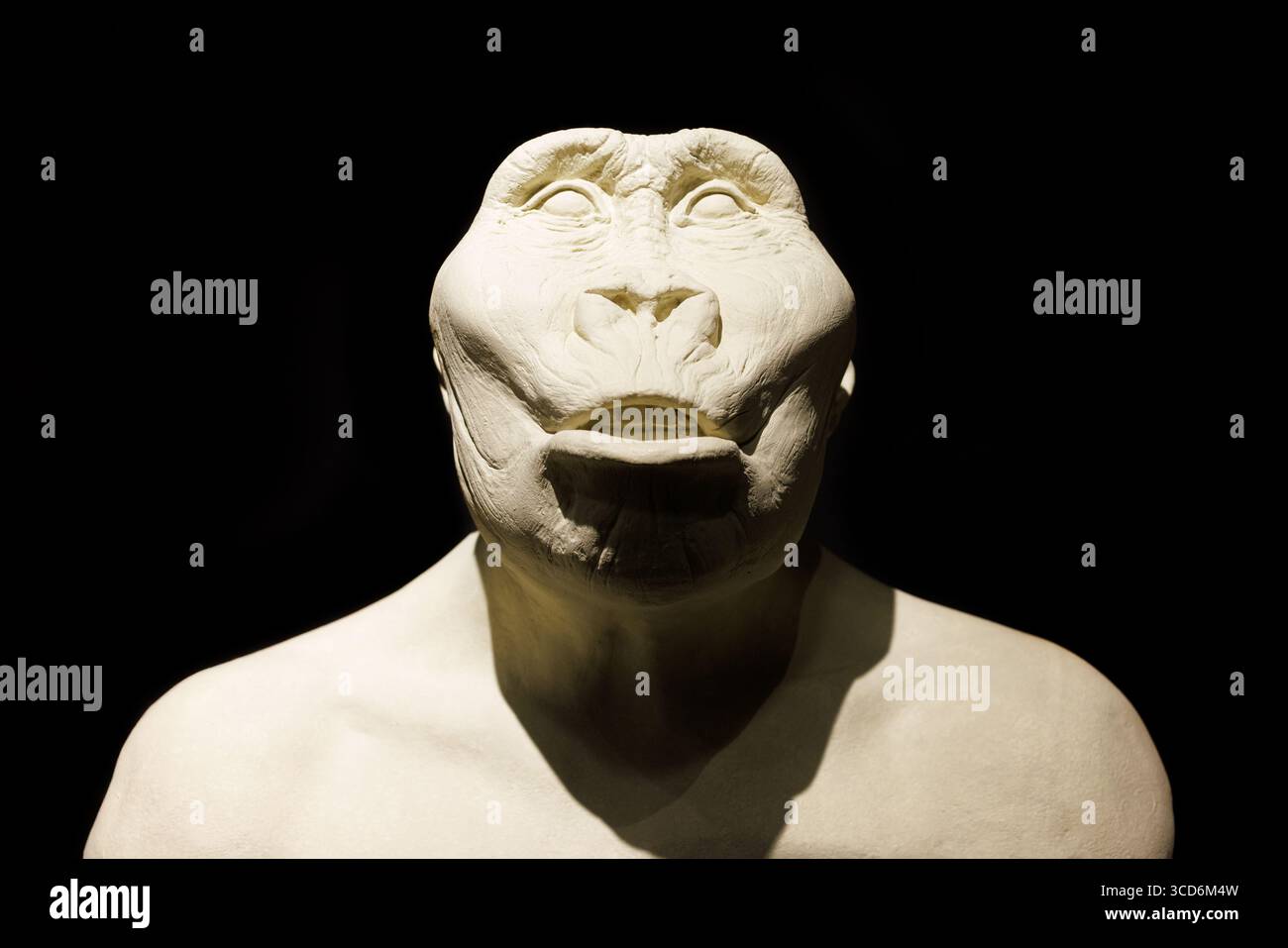 Die Büste des Paranthropus robustus im Stadtmuseum für Naturgeschichte von Triest ist ein rekonstruierter Hominininenkopf, der die frühen menschlichen Meisterleistungen hervorhebt Stockfoto