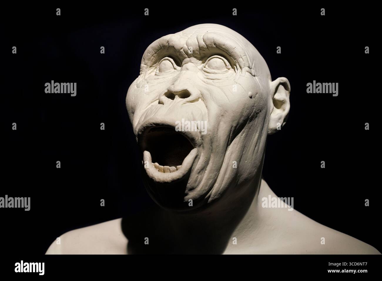 Die Büste von Homo habilis im Stadtmuseum für Naturgeschichte von Triest, ein rekonstruierter Hominininenkopf, der frühe menschliche Merkmale und hervorhebt Stockfoto