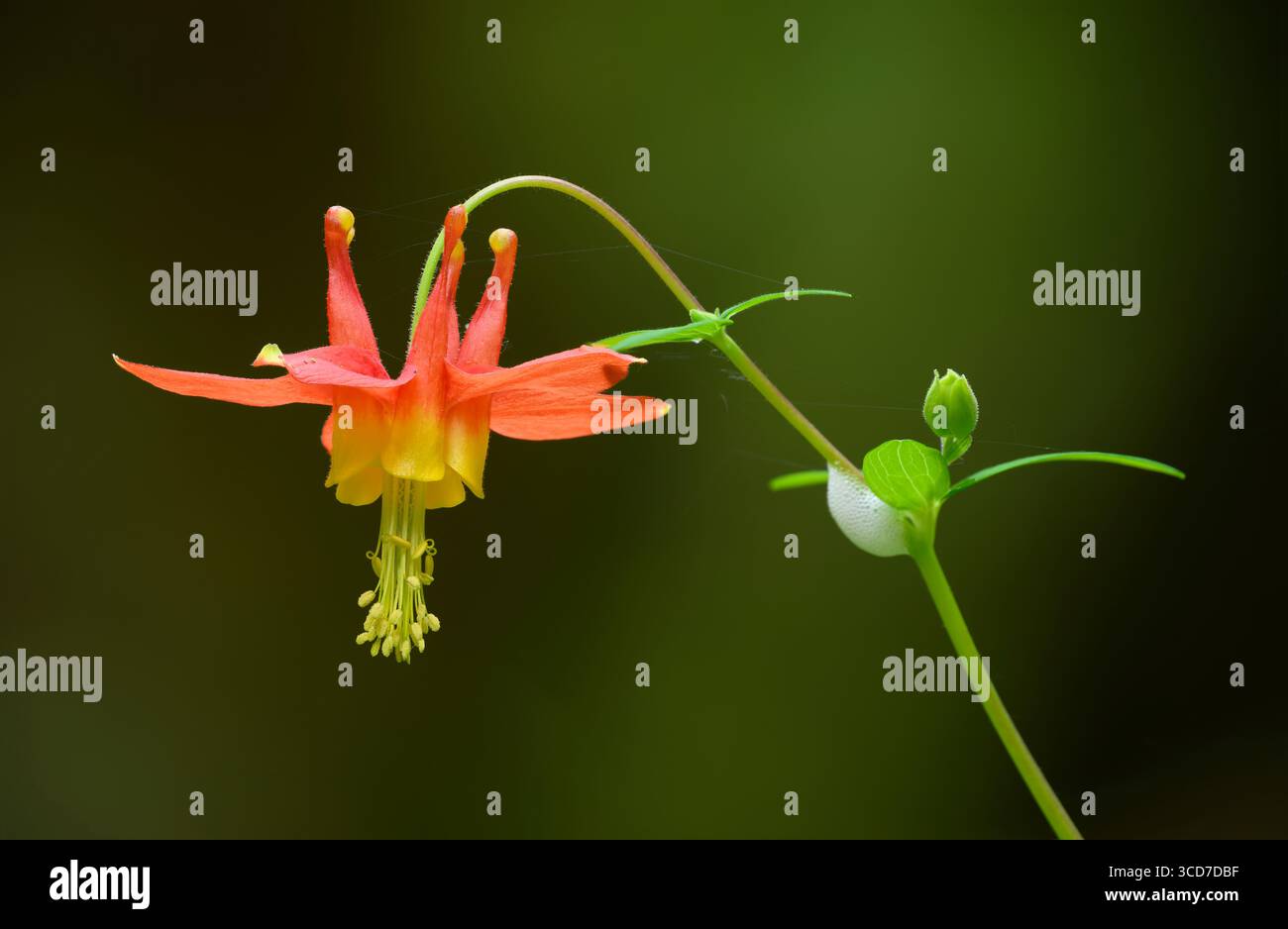 Red Columbine und Spittlebug Schaum in den Cascade Mountains von Oregon. Stockfoto