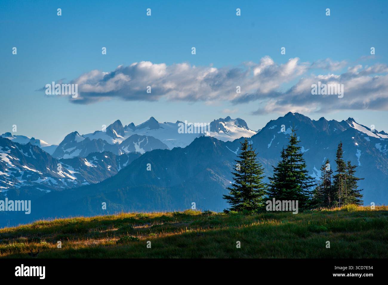 Olympic Mountains für den Hurricane Hill Trail im Olympic National Park, Washington. Stockfoto