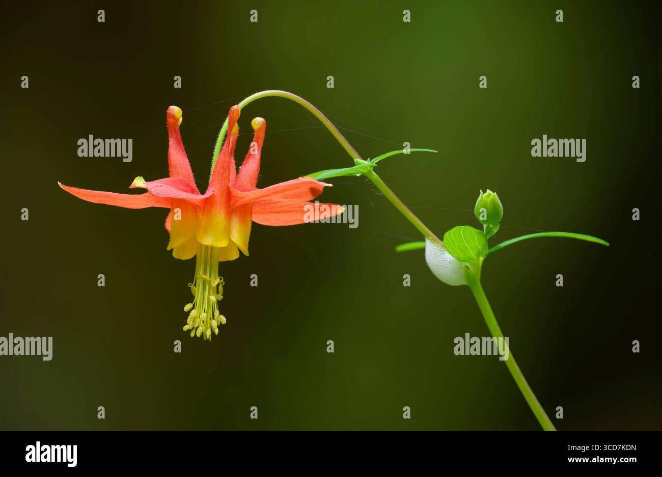 Red Columbine und Spittlebug Schaum in den Cascade Mountains von Oregon. Oregon USA Copyright: XGregxVaughnx/xVWPicsx GV25050500FS Stockfoto