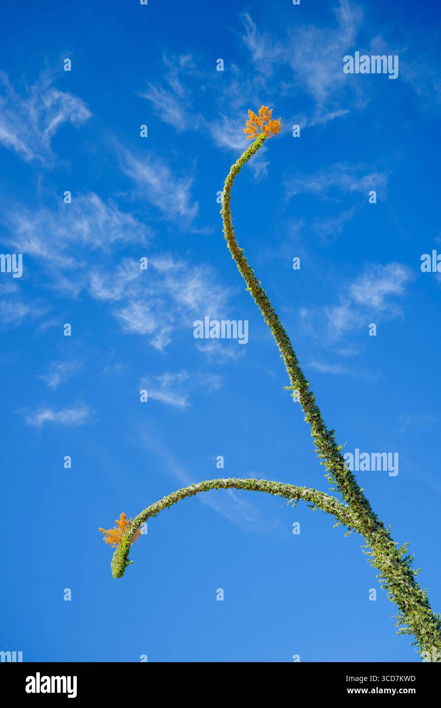 Boojum-Baum in der Blüte, Valle de Cirios, Baja California, Mexiko. Baja California Mexico Copyright: XGregxVaughnx/xVWPicsx GV17010366 Stockfoto