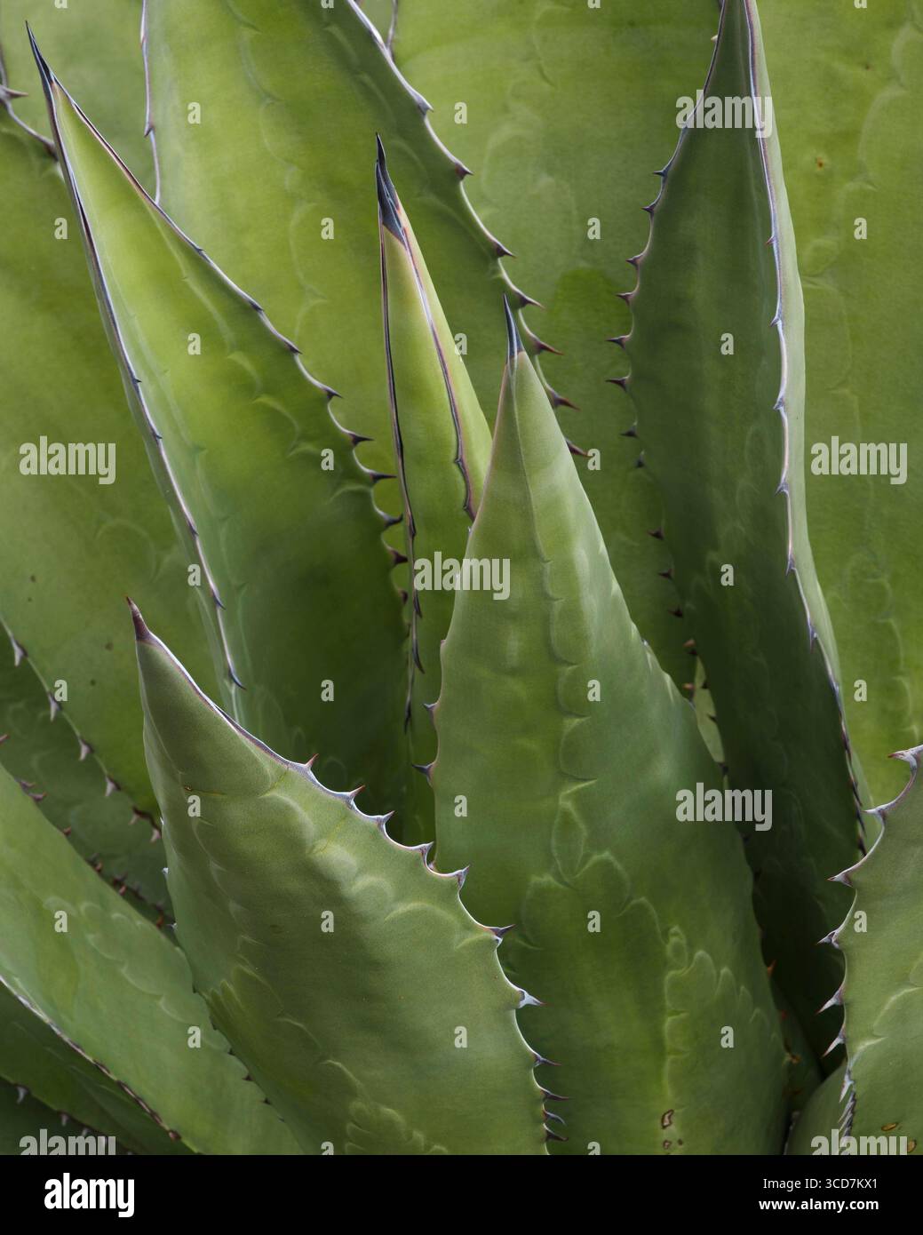 Shaw s Agave alias Coastal Agave in Valle de los Cirios, Baja California, Mexiko. Valle de los Cirios Baja California Mexico Copyright: XGregxVaughnx/XV Stockfoto