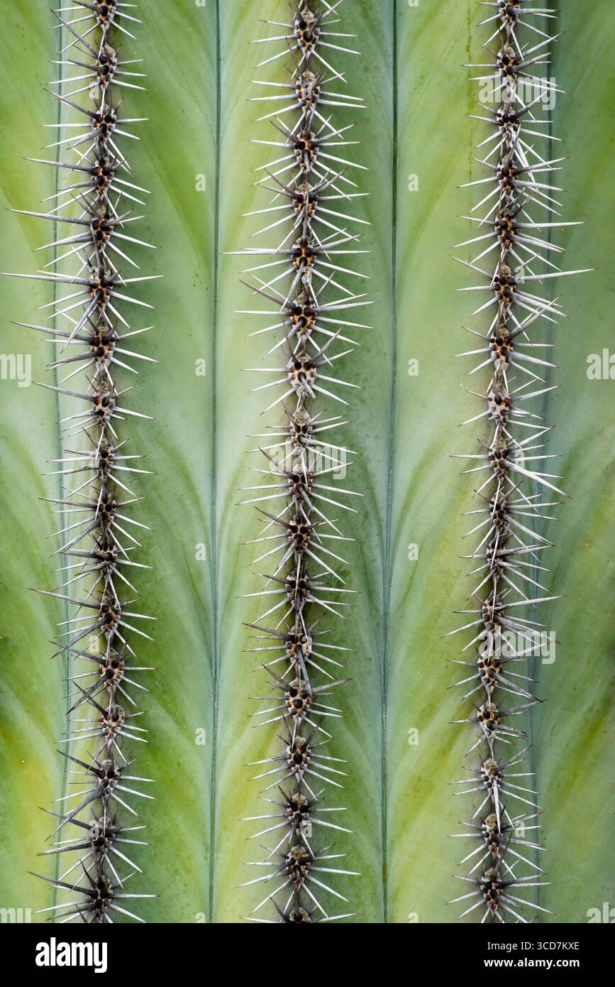 Cardon Cactus Spines, Valle de los Cirios, Baja California, Mexiko. Valle de los Cirios Baja California Mexico Copyright: XGregxVaughnx/xVWPicsx GV170 Stockfoto