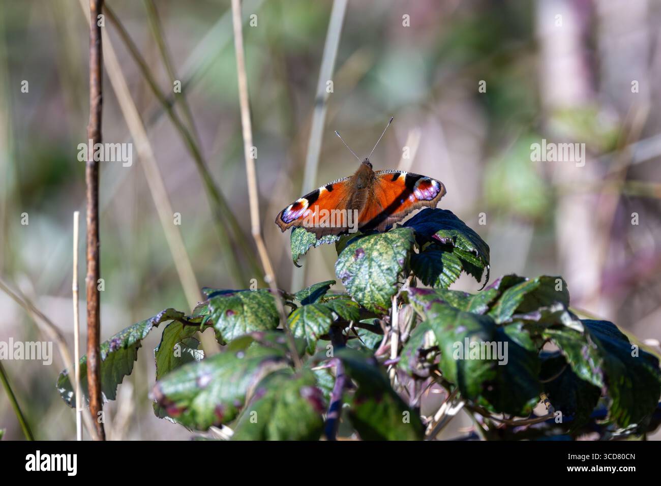 Großer farbenfroher Schmetterling mit auffälligen Augenflecken auf den Flügeln. Ernährt sich von Nektar verschiedener Blüten. Foto auf Bull Island, Dublin, Irland. Stockfoto