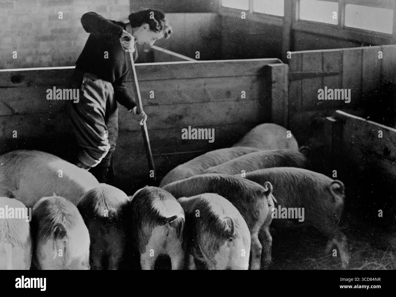 ENGLAND, Großbritannien - April 1943 - Essen in England während des Zweiten Weltkriegs räumt Eine Frau in der britischen Landarmee, die damals als Land Girls bekannt war, einen Schweinestall aus. Entlang Stockfoto