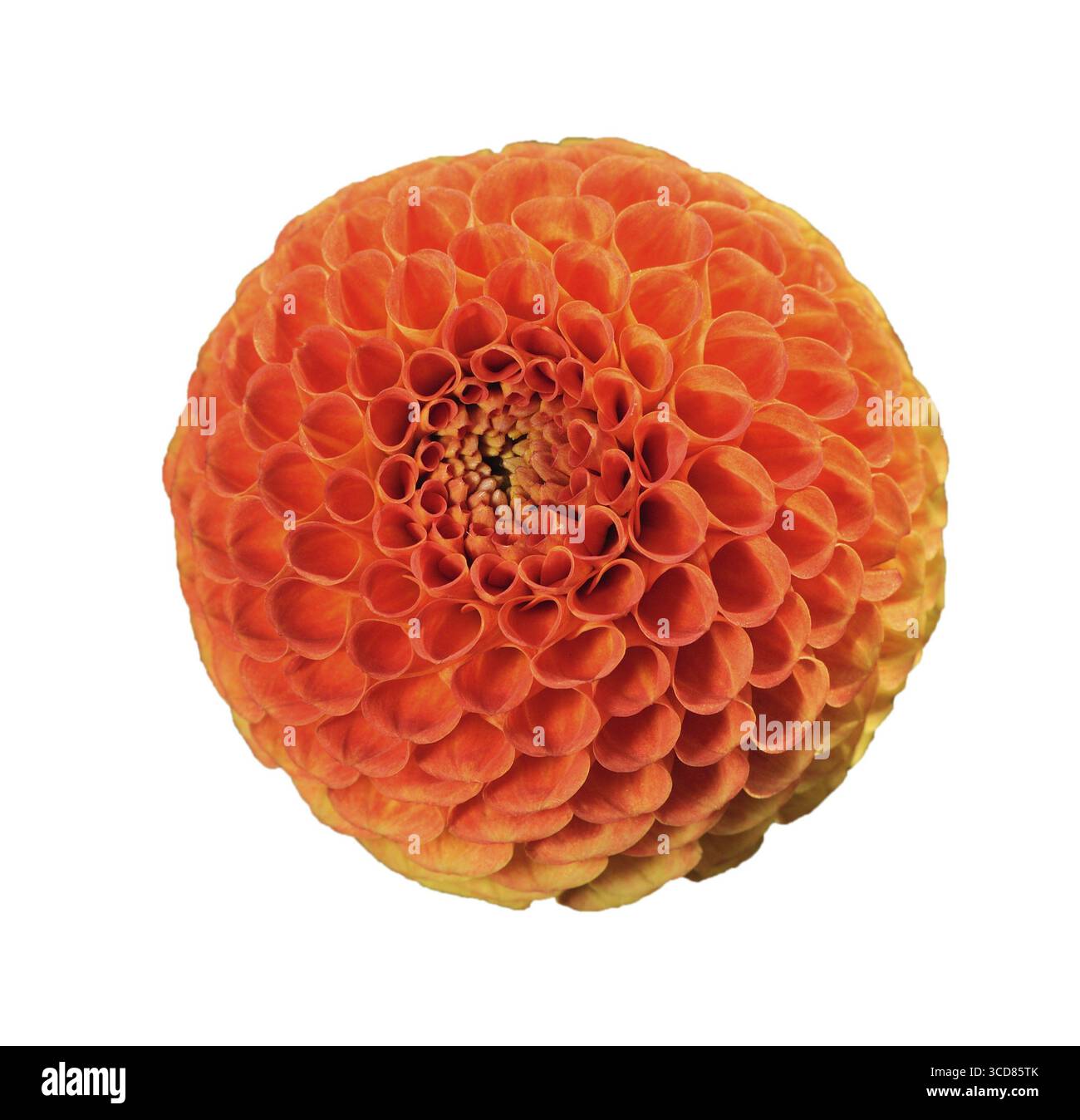 Mandarine Dahlie, leuchtend orange kugelförmige Blume, isoliert auf weißem Hintergrund Stockfoto