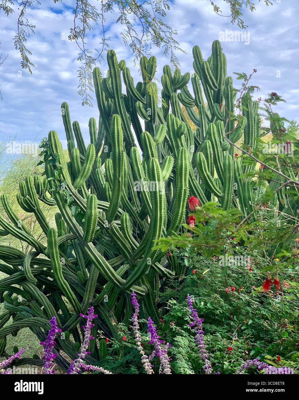 Orgelpfeifenkaktus im Botanischen Garten der Wüste Stockfoto