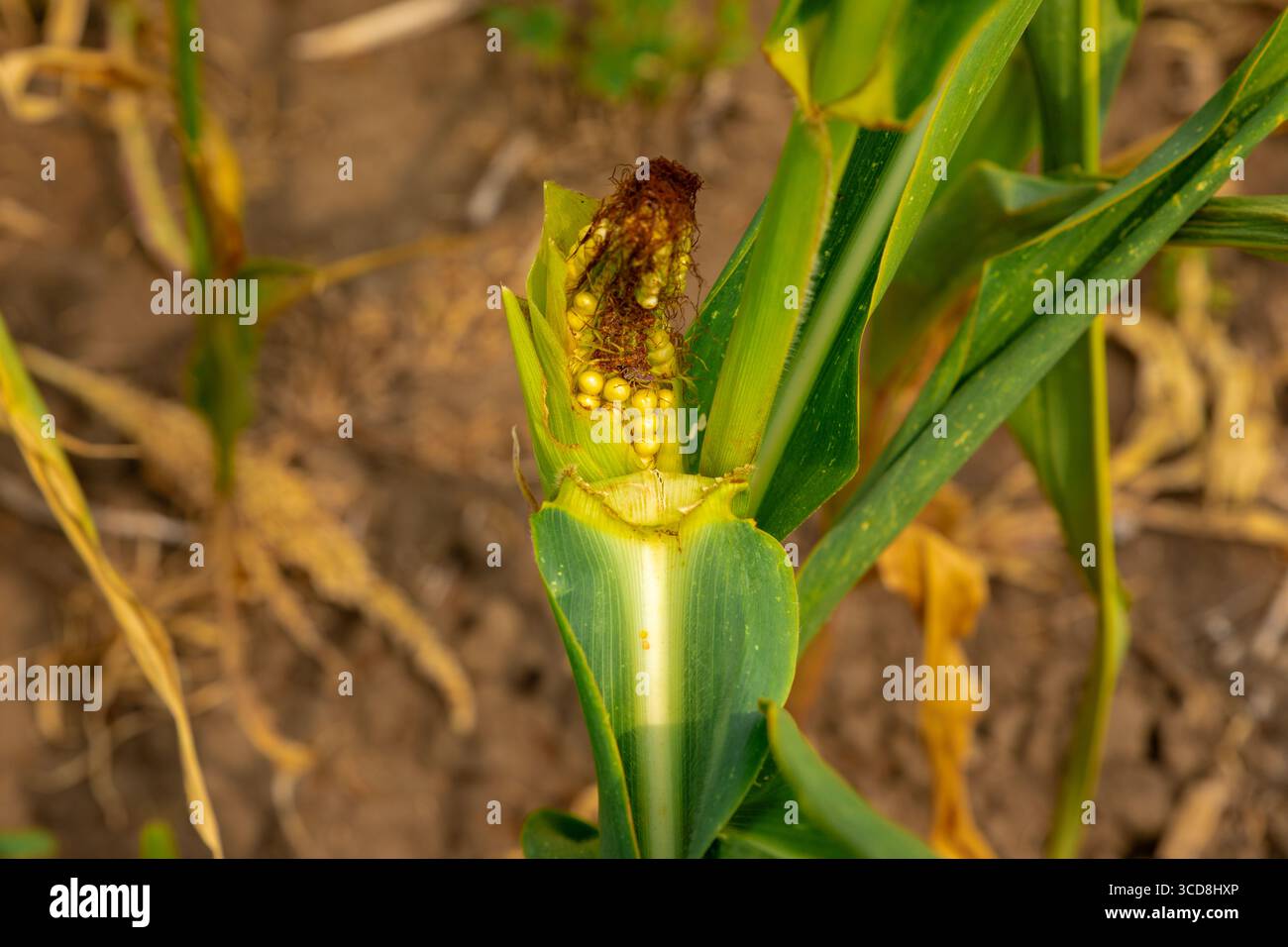 Nahaufnahme von unreifen Maisohren, die auf einer Pflanze wachsen, umgeben von grünen Blättern, auf einem Kulturfeld, geeignet für Landwirtschaft oder landwirtschaftliche Konzepte. Stockfoto