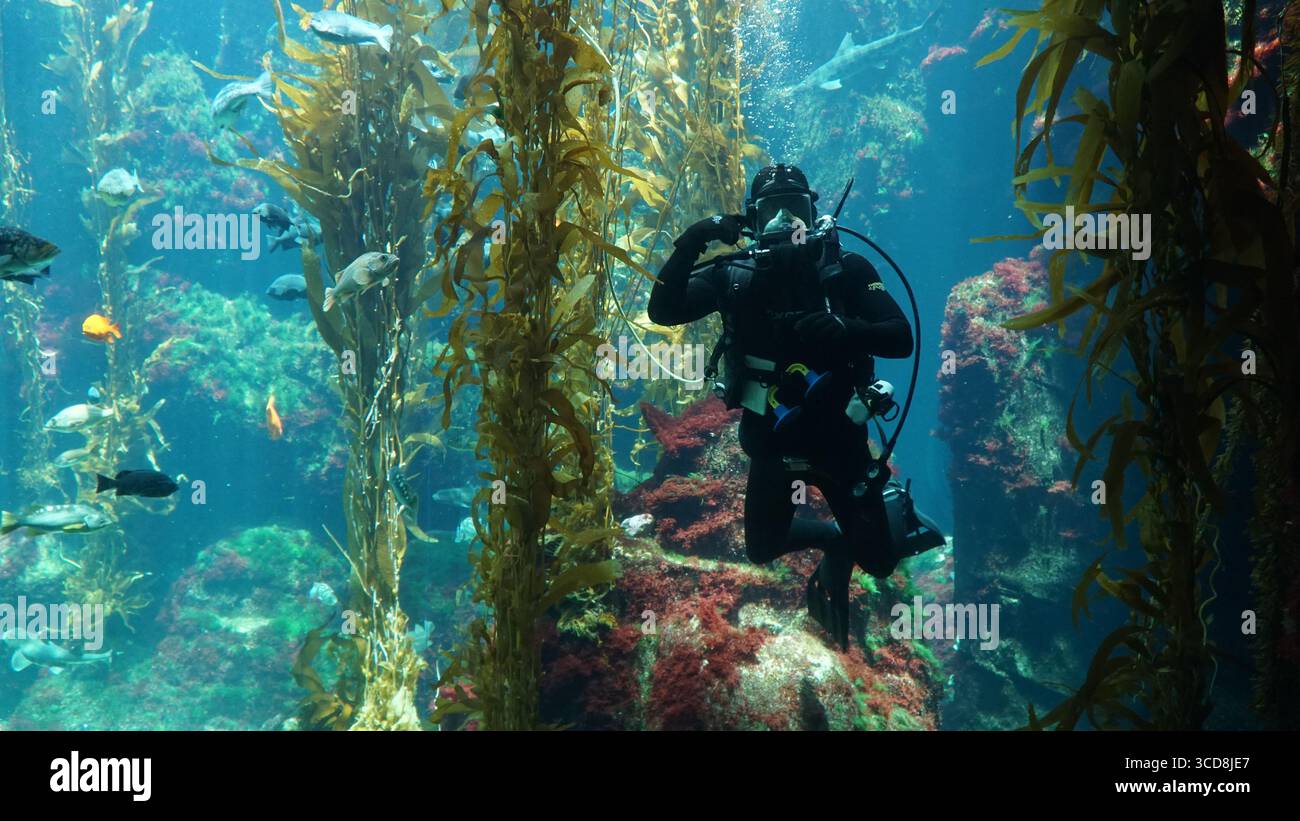 Ein Taucher in voller Ausrüstung schwimmt zwischen schwebendem Seetang und bunten Fischen in einem großen öffentlichen Aquarium Stockfoto