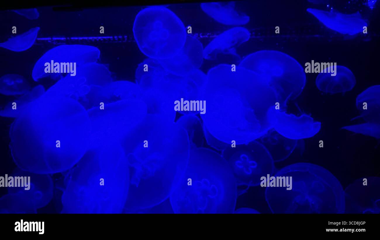 Gruppe von Mondquallen, die in tiefblauem Licht beleuchtet werden und anmutig in einem Aquarium herumtreiben Stockfoto